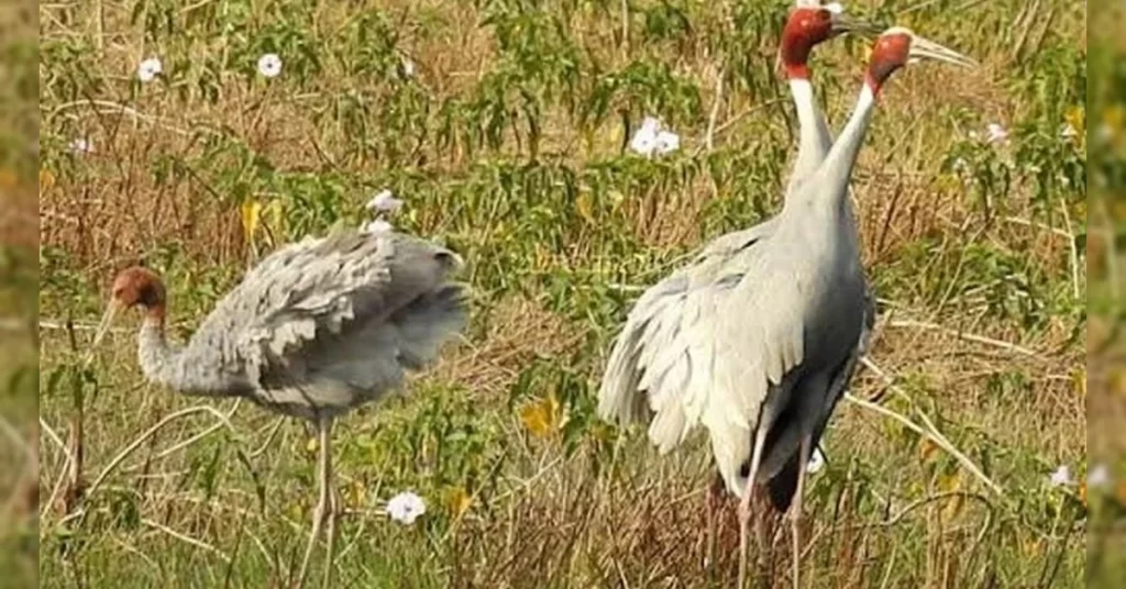 उत्तर प्रदेश: मैनपुरी और इटावा में सजेगा ‘सारस सर्किट’, ईको-टूरिज्म को मिलेगा नया आयाम