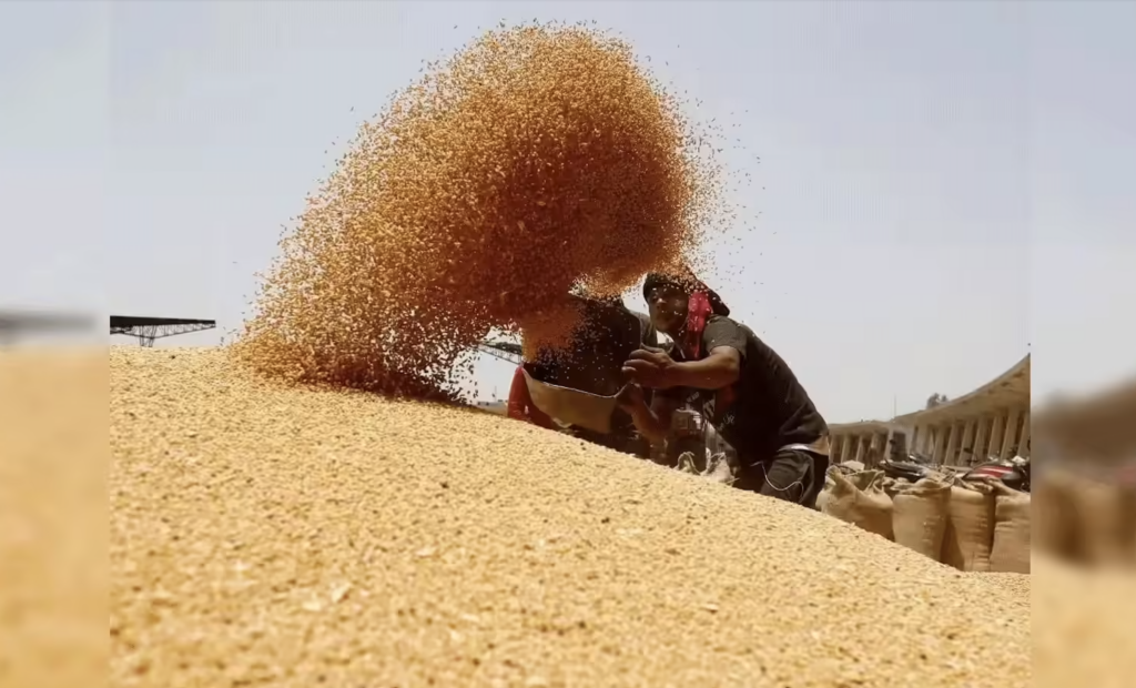 उत्तर प्रदेश में गेहूं खरीद का आगाज़: 3,574 केंद्रों पर शुरू हुई प्रक्रिया