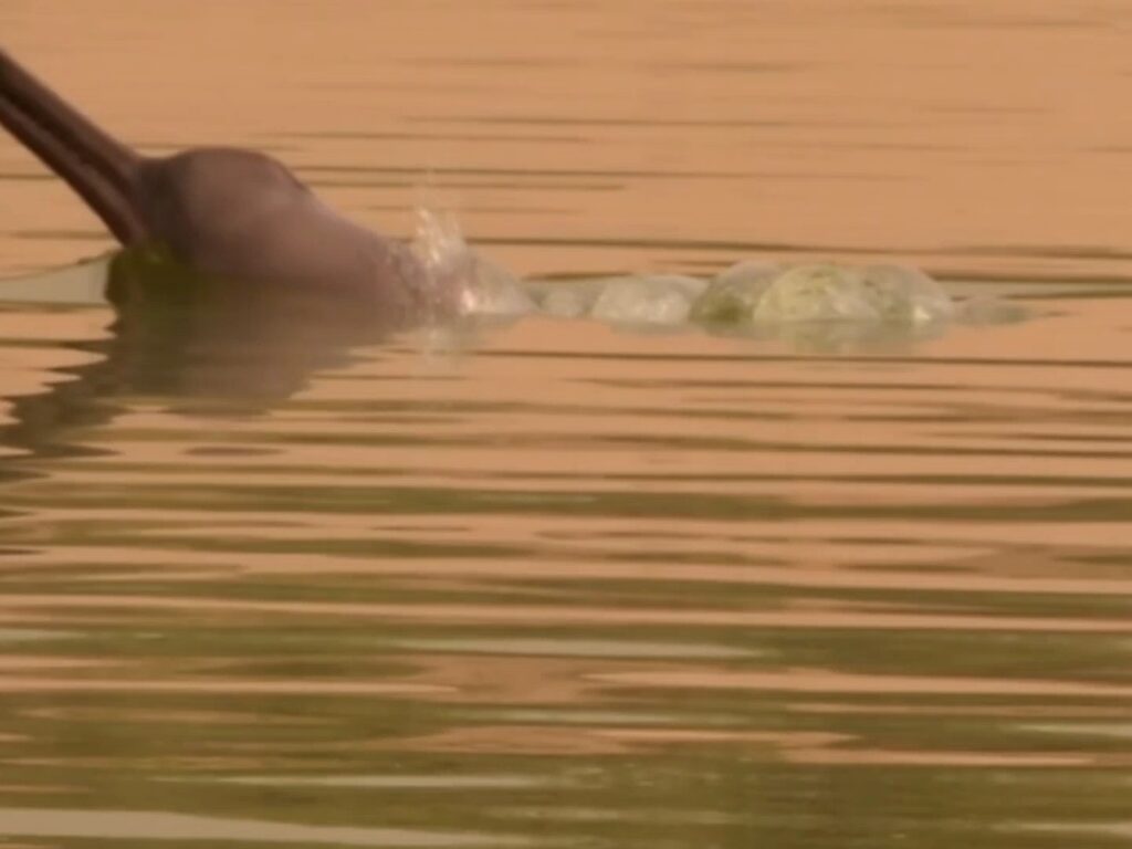 बदलता उत्तरप्रदेश : डाकुओं का खौफ खत्म, अब ‘दुर्लभ जलचर’ बने चंबल की नई पहचान