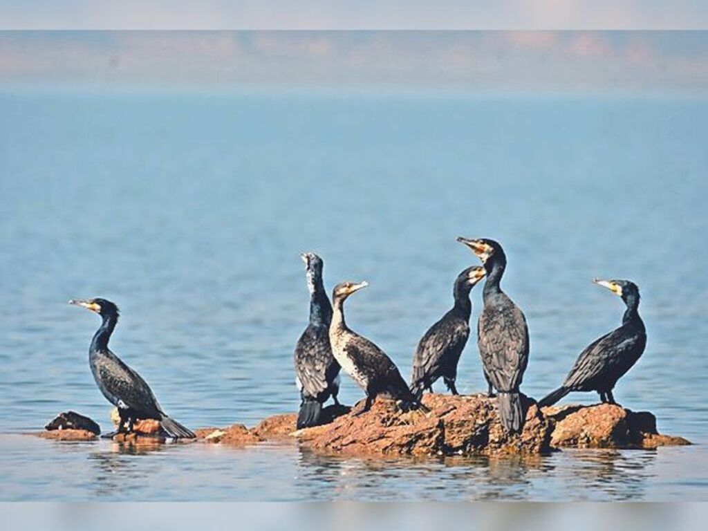 प्रवासी पक्षियों की विदाई: पाँच माह के प्रवास के बाद वतन वापसी